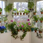 decoração de janelas com plantas